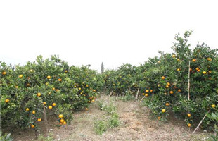 上高“大果业”提升品牌效益助乡村振兴