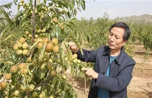 苹果“北扩西进”、冬枣“北扩”，原来陕西果业争市场、赢产量用的是这招！
