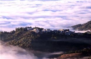 云南加大力度保护古茶山古茶树