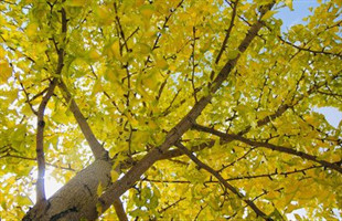 巴山深处 “金花银杏树”