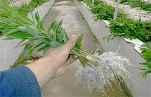 泰国积极推动“经济林木发展计划”