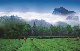 绿春县三猛乡—— 茶产业成为致富硬支撑