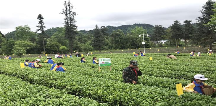 大力推动茶产业发展 托起山乡振兴梦