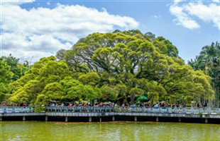 榕树，独木成林福荫人间