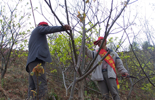 国家重点林木良种基地助林草业高质量发展