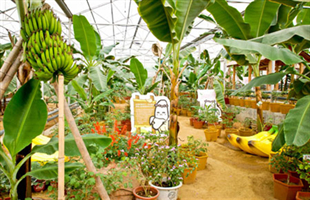 海南农垦拉长热带水果产业链