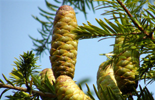 最美古树名木：油杉夫妻古树相守千年