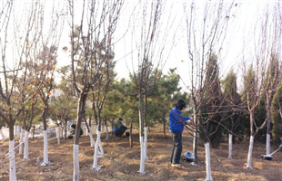 宿城绿化树木穿上了“保护衣”