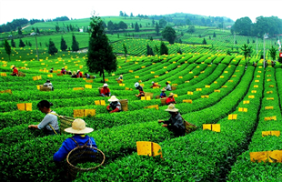 茶产业带动贫困户年增收上万元