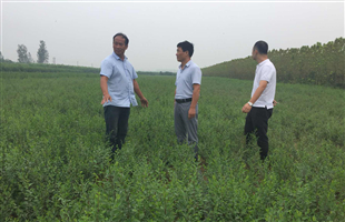 2019年全国林木种苗质量稳中有升