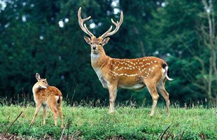 国家重点保护野生动物驯养繁殖许可证管理办法