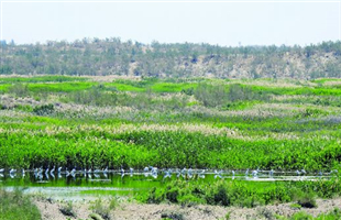 新疆荒漠化治理全方位给力