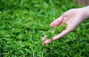 一片叶子撬动一个产业