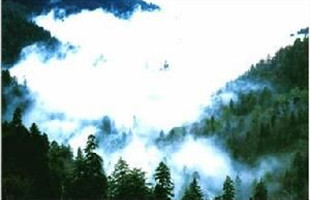 鹤北成为“全国森林康养基地”试点