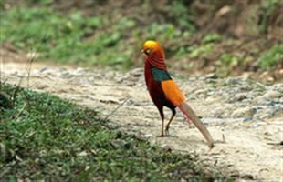 国家重点保护野生动物驯养繁殖许可证管理办法