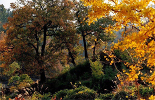 山东三年造林548万亩　森林城市四级联创