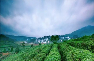 广西野生茶产业强势崛起 80%以上的资源得到保护