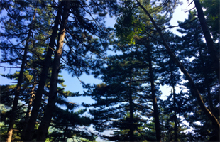 北京延庆投入逾50亿元打造城市森林生态系统