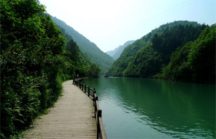 巴山深处“金花银杏树”