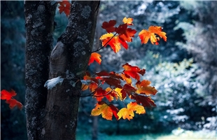 重庆发现两个植物新物种