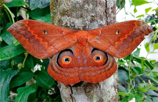 神奇居民的灯光派对