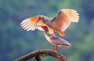 野生动植物保护国际执法合作研讨会在南京举行