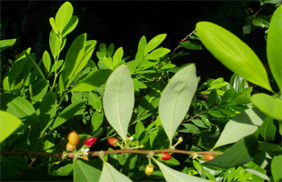 毒品植物 | 古柯