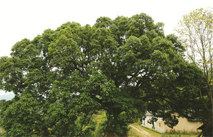 婺源古樟——生命的奇迹