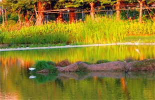 明年河南省20个省级湿地公园开建