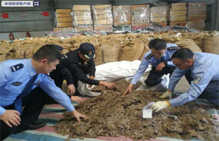 特大走私穿山甲鳞片案告破：逾23吨，约5万只遭杀戮