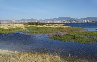 湿地保护，江苏迈上新台阶
