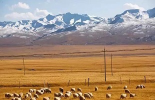 陪你一起，守护祁连山