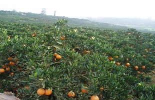 果树专家张国庆复工记