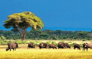 一名法官的8年野生动物保护之路