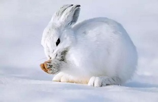内蒙古批捕两名非法猎捕杀害雪兔男子