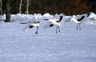 风雪中守护候鸟迁徙