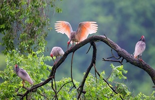 保护生物多样性，我们愿奉献一生