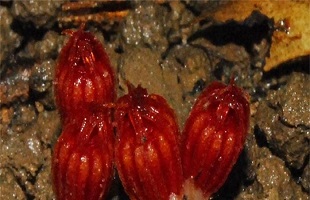 中国林科院团队发现新植物种“尖峰水玉杯”