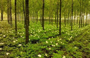 国家林草局协调阿里爱心助农成效显著