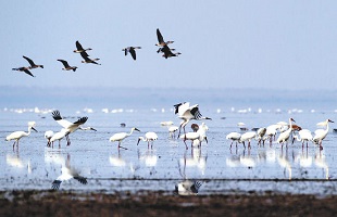 鄱阳湖候鸟的“守护者”