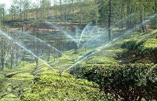 北京将广泛种植161种节水植物