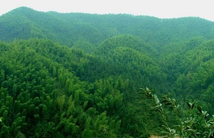 闫振国：十五年植树造林200余万株