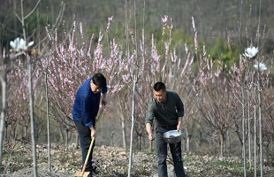 荒山变青山　植树父子档