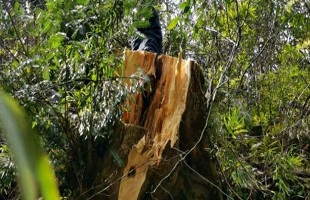 云南维西5人砍伐国家重点保护植物香榧被抓获