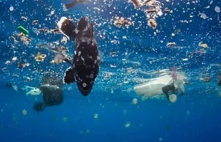 海南首例海洋环保民事公益诉讼案宣判