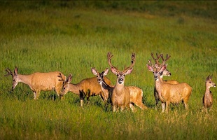 首例野生动物保护预防性环境公益诉讼一审判决出炉