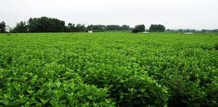 艾草青青 艾香悠悠