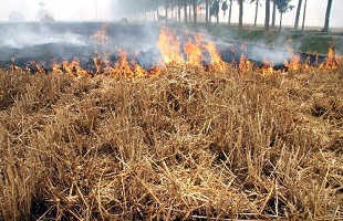 黑龙江省出现秸秆露天焚烧“第一把火” 宁安市委市政府被约谈