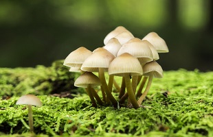 为什么蘑菇的味道那么鲜美？