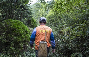 兴安之巅护绿人